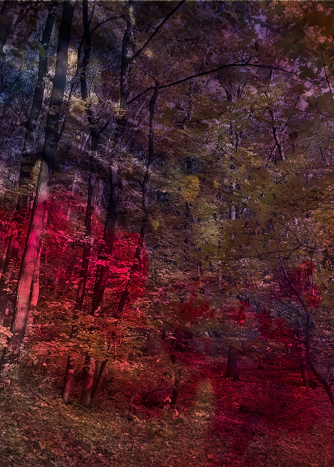 Rainbow forest