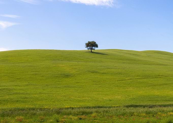 A single tree
