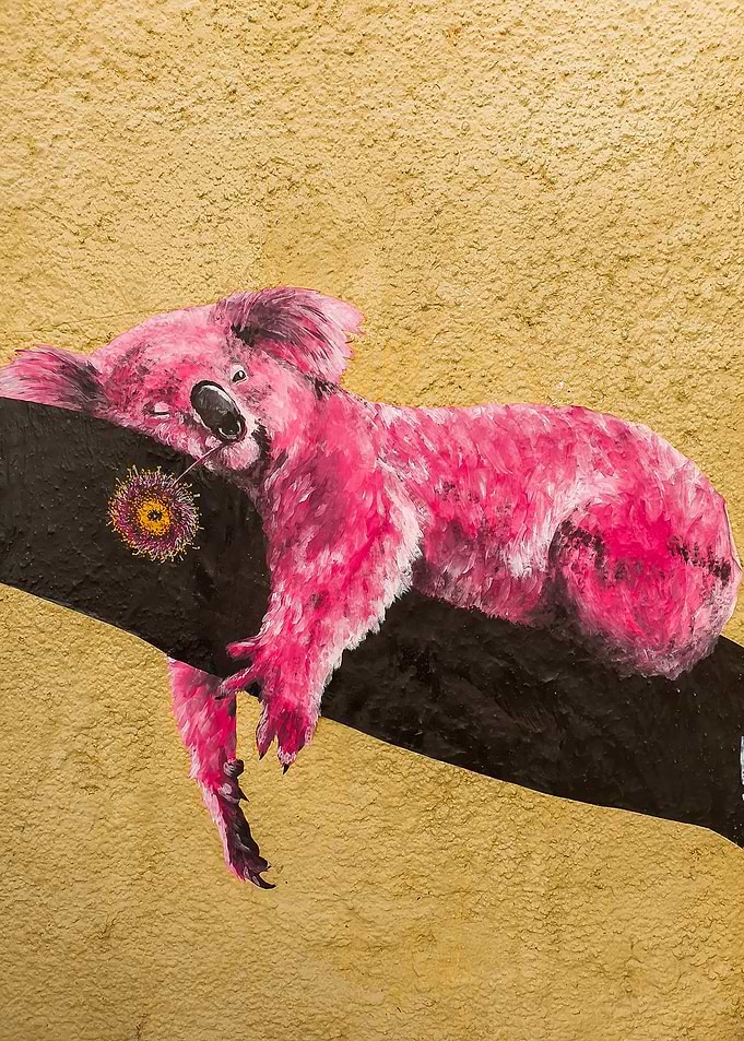 Pink Koala