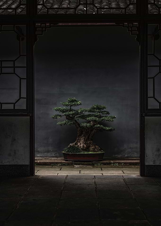Bonsai Scene
