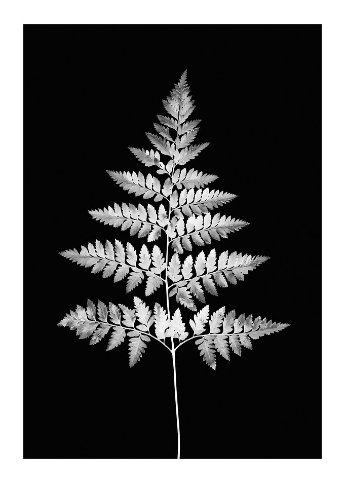 Black and White Fern Leaf