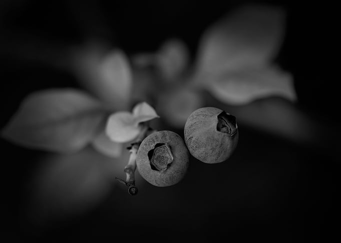 Gothic Nature 15