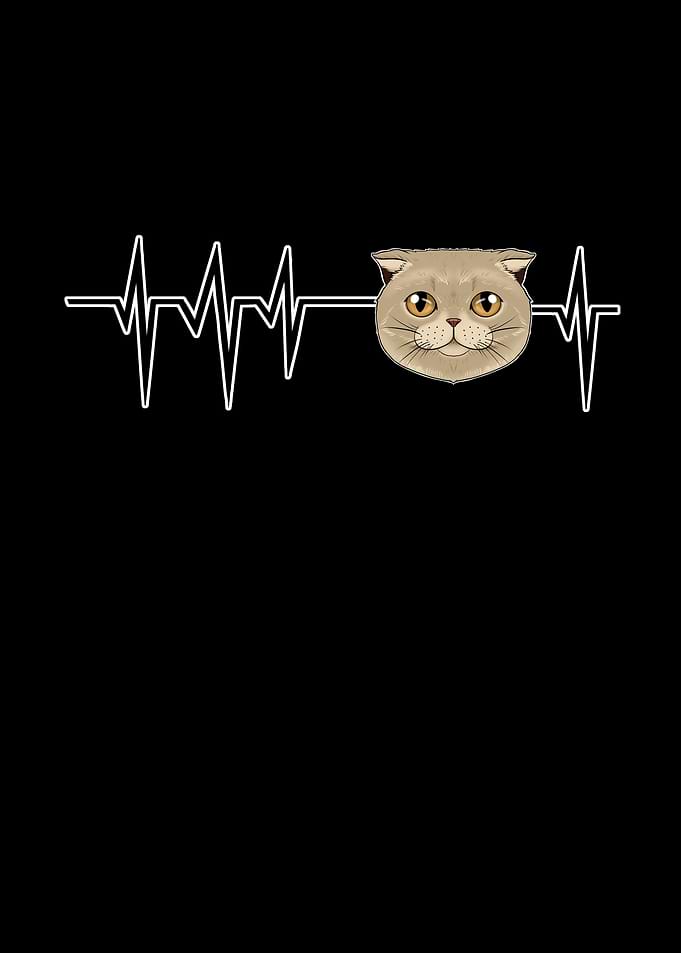 Heartbeat I Scottish Fold
