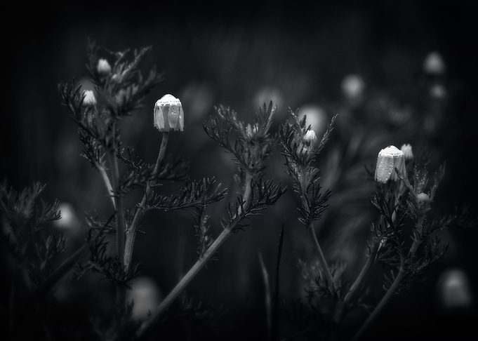 Gothic Nature 17