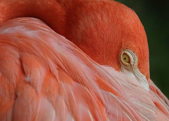 Flamingo eyes