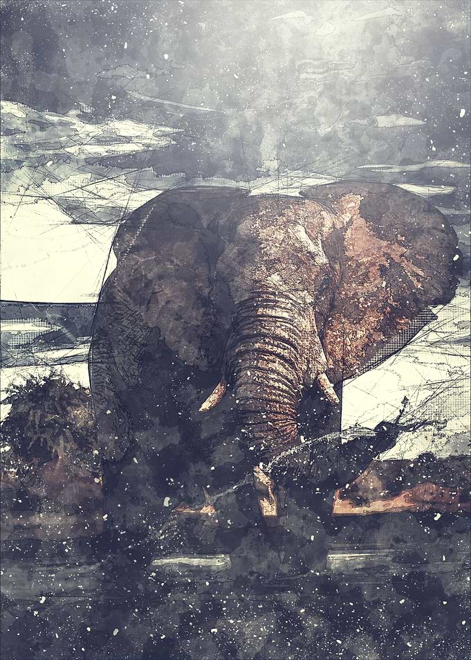 Wild Elephant