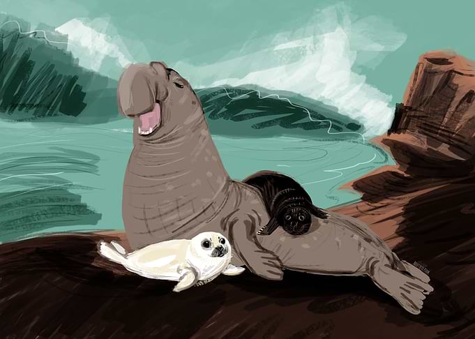 Elephant Seal