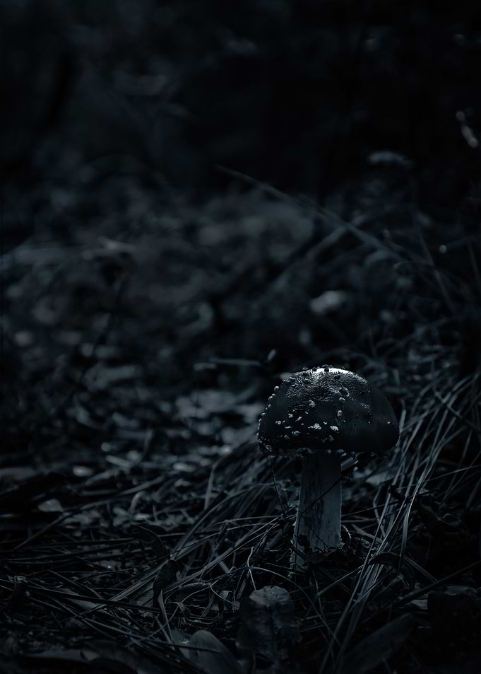 Gothic Nature 18