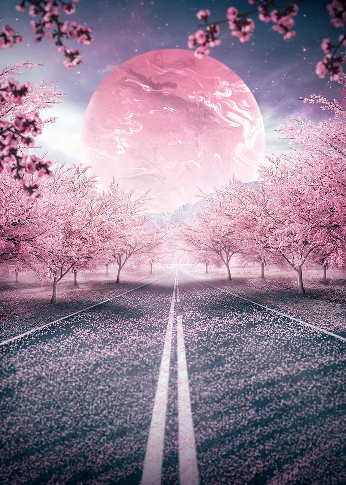 Cherry Blossom Road