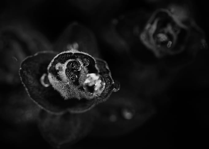 Gothic Nature 16