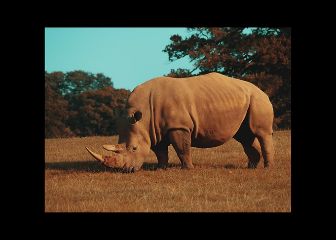 Rhino