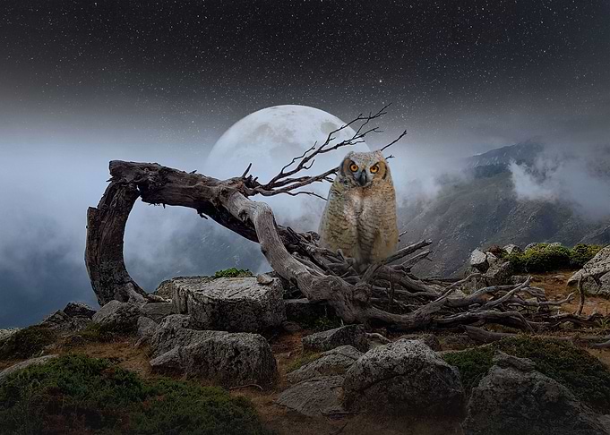 Owl Fantasy Art