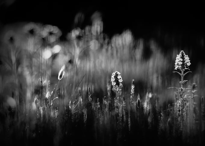 Gothic Nature 22