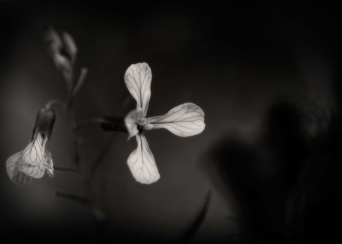 Gothic Nature 21