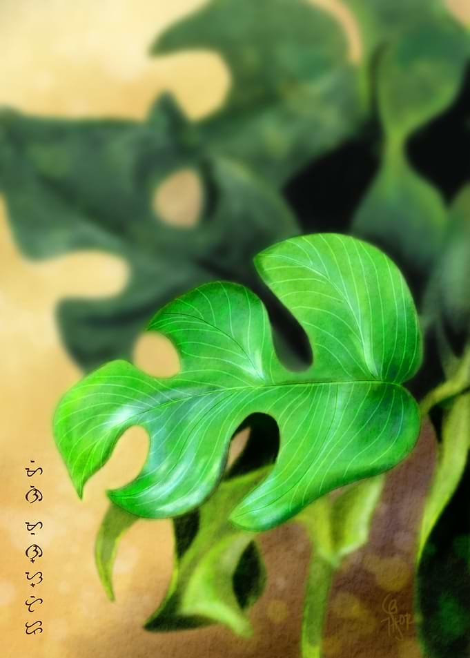 Mini Monstera
