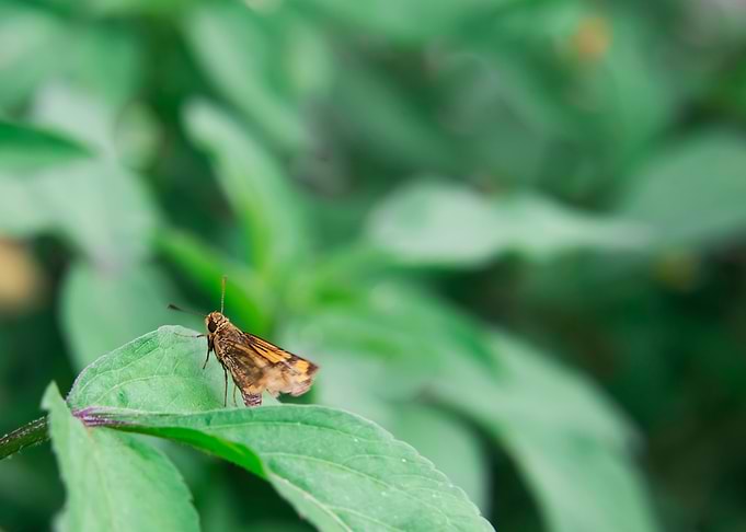 Ecology