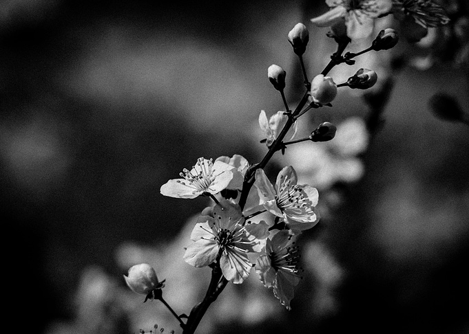 Blossom