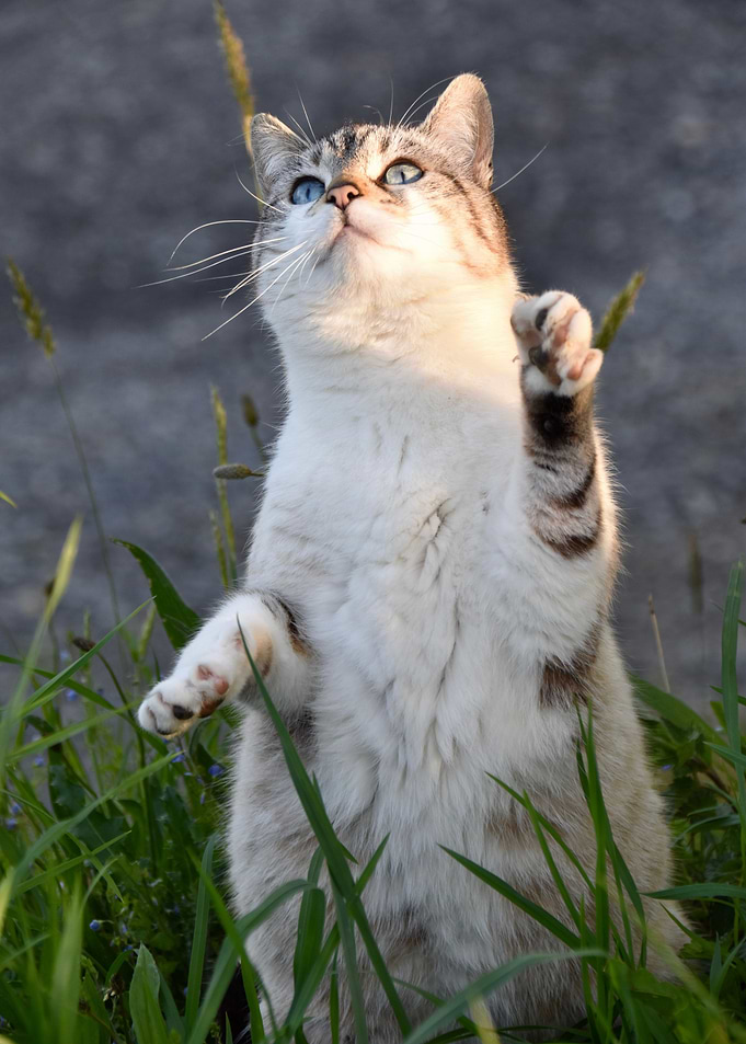 Cat Cats Feline Kitty