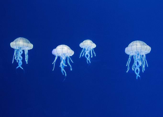 Jellyfish Orbs