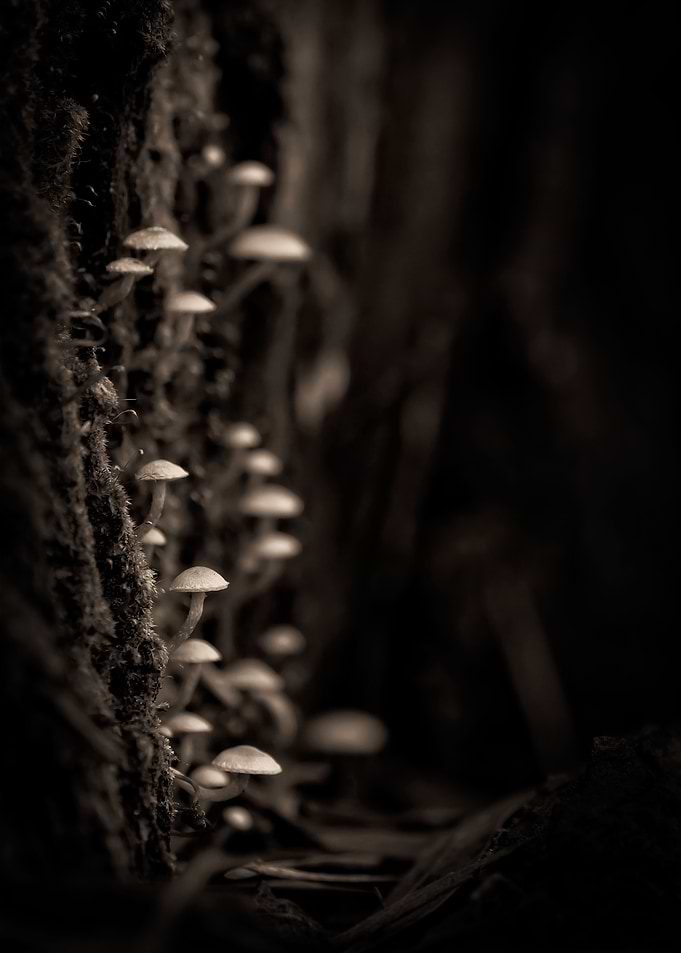 Gothic Nature 20