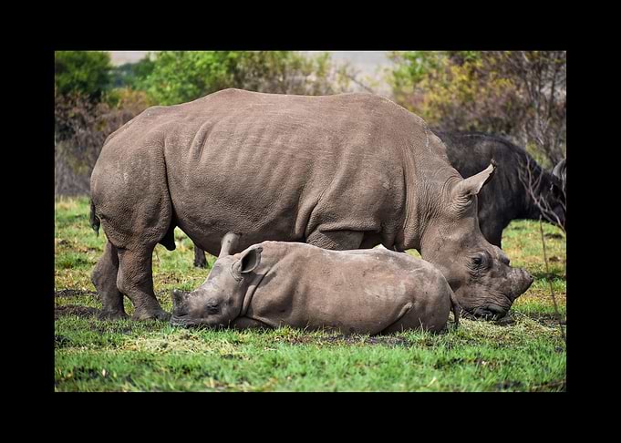 Rhino