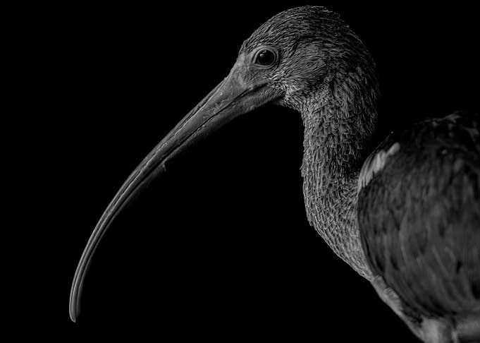 Ibis