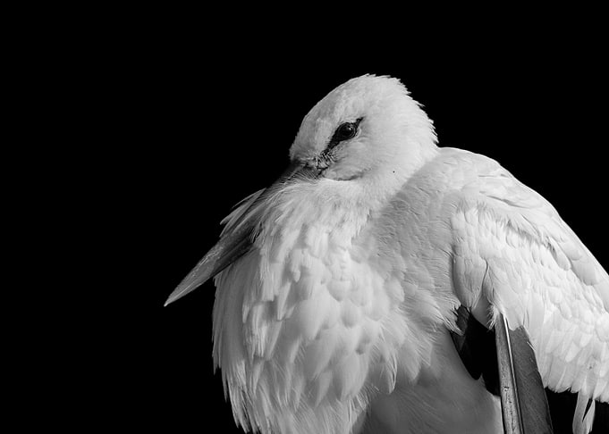 Stork
