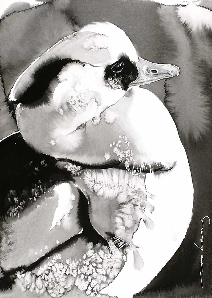 Smew Elegance