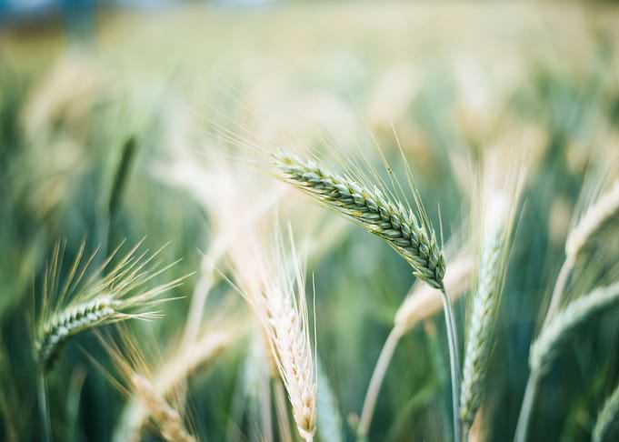 Close up barley grain befo