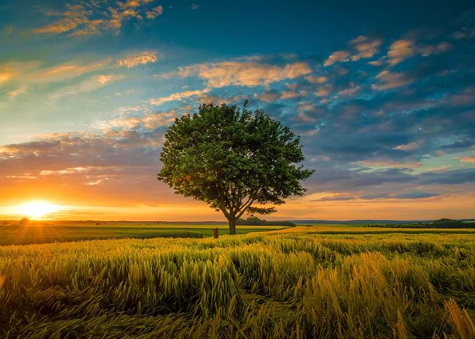 single tree growing under
