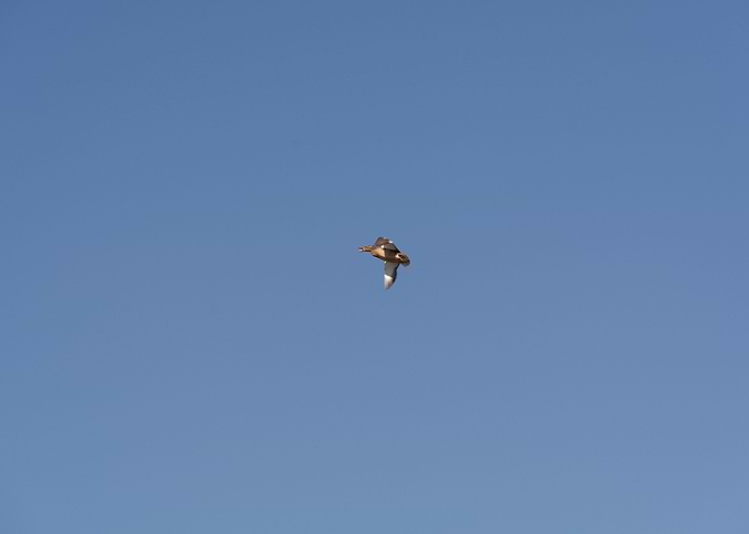 Duck