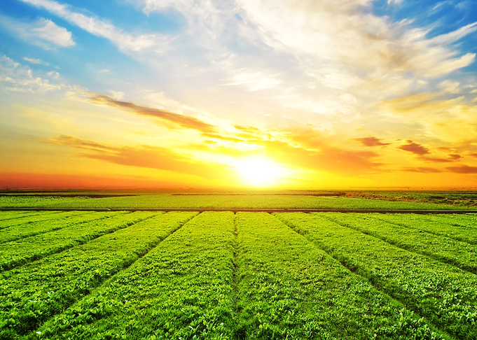 Sunny meadow landscape