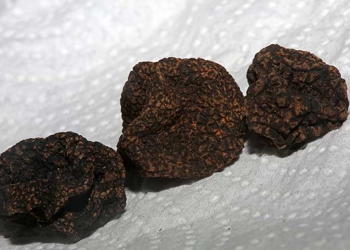 Summer wild black truffles