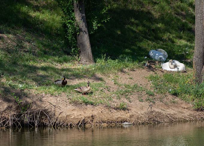 Swan and Ducks