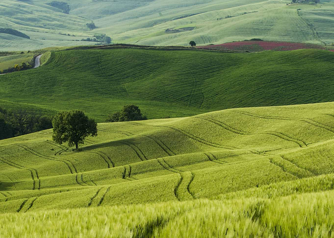 Beautiful shot of green fi