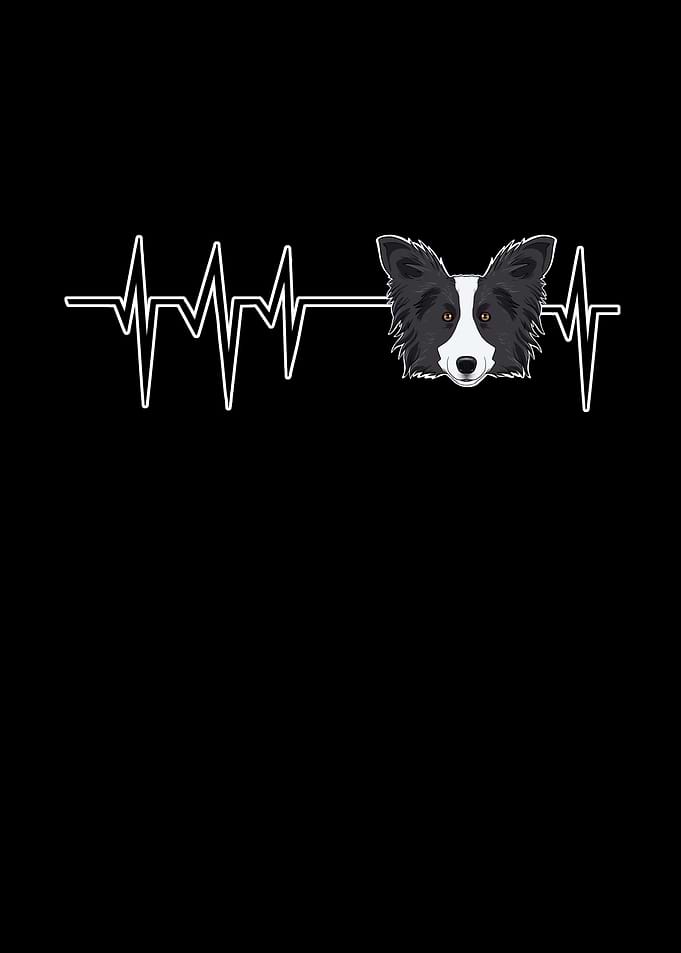 Heartbeat Border Collie