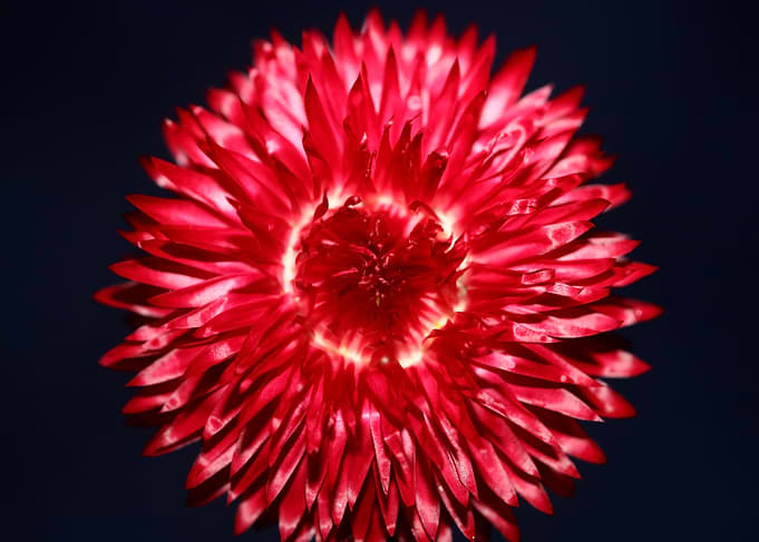 Flower blossom Helichrysum