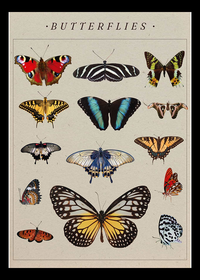 Butterflies poster