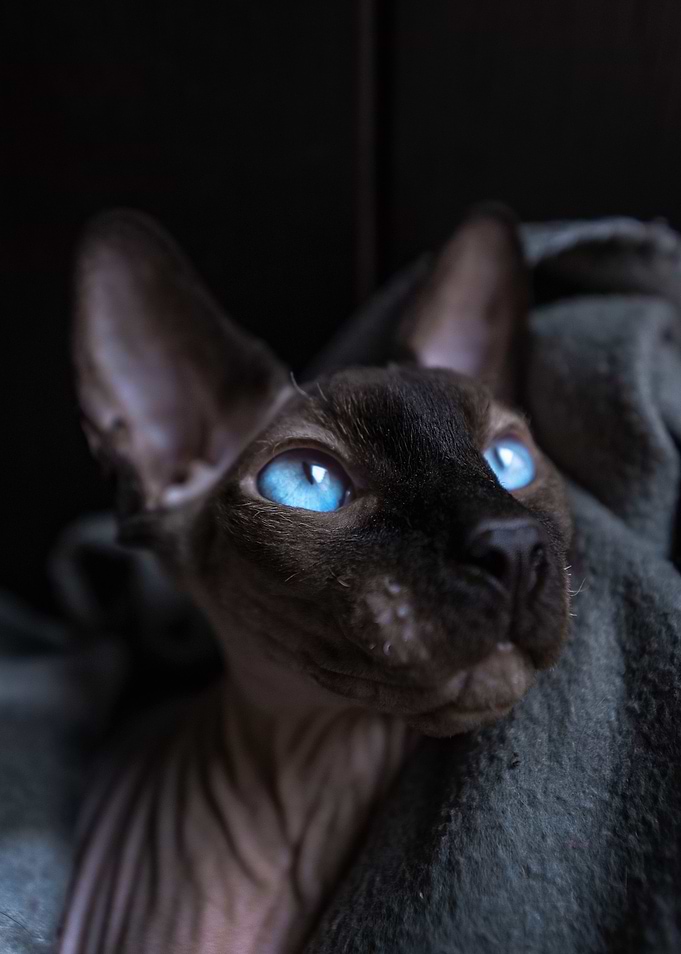 Cat Cats Feline Kitty