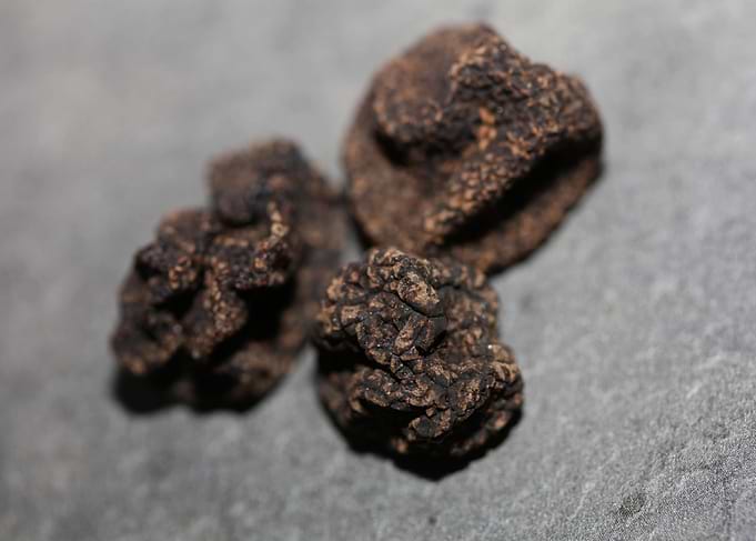 Truffles tuber mushrooms