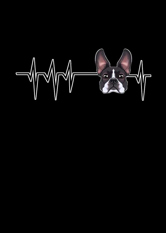 Heartbeat Boston Terrier