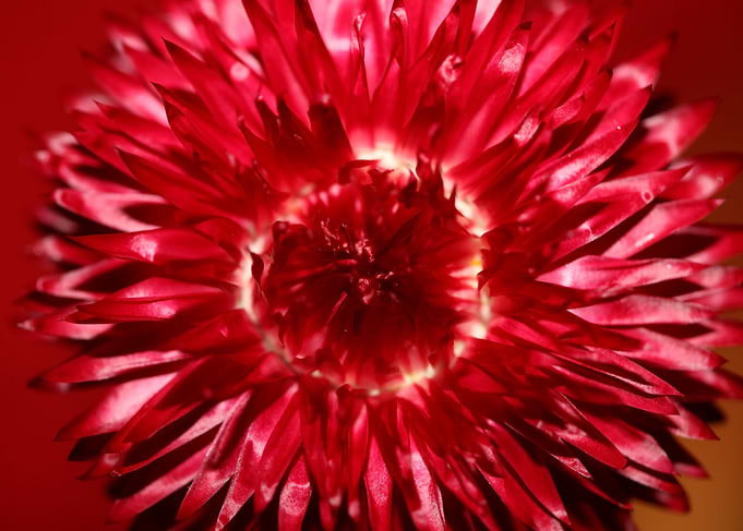 Helichrysum flower macro