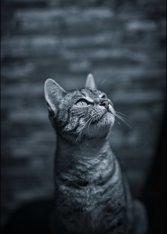 Cat Cool