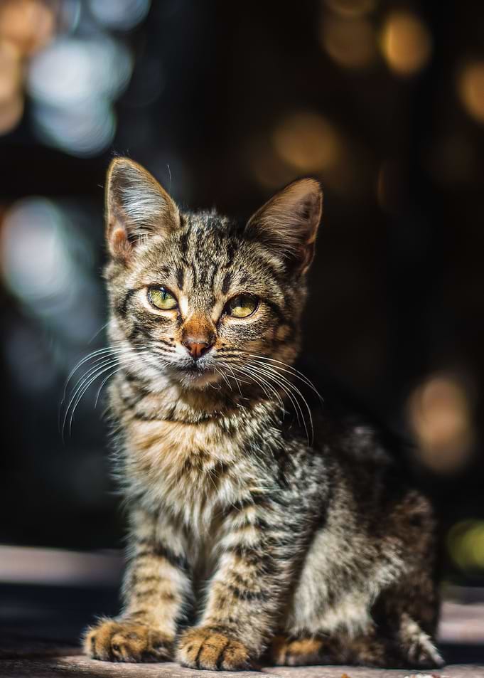 Cat Cool