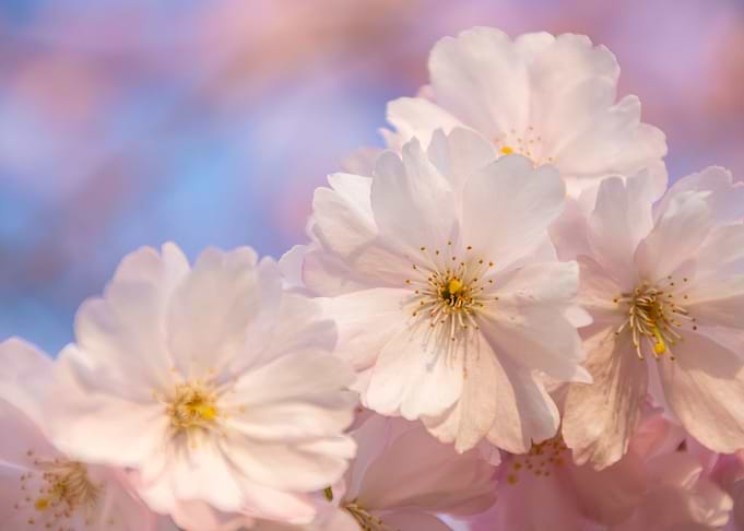 cherry blossoms