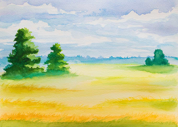 Yellow Butterweed Field
