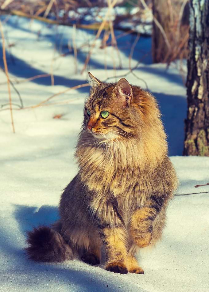 Cat Cool