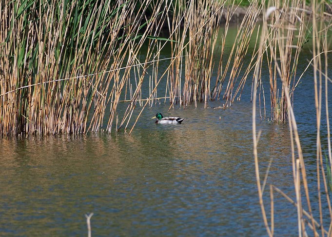 Mallard Duck