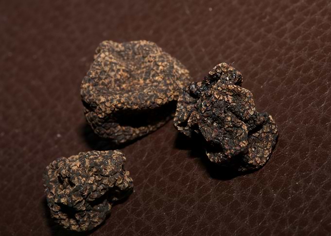 Truffles tuber mushrooms