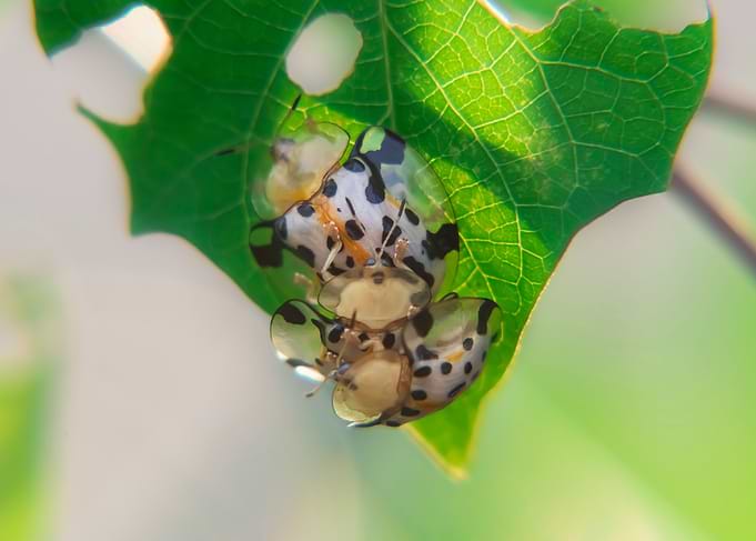 Star Spot Ladybug